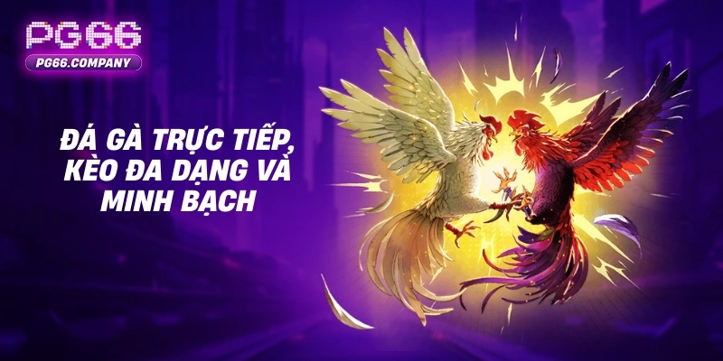 Đá gà trực tiếp tại PG66 với kèo cược đa dạng và minh bạch 1 Đá gà trực tiếp, kèo đa dạng và minh bạch